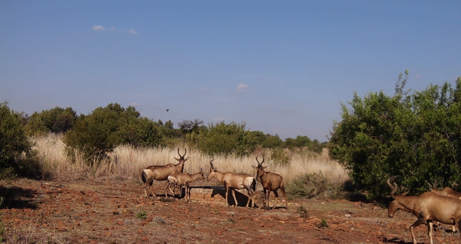 5 Bedroom Property for Sale in Swartruggens North West